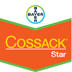 Cossack Star 300gr