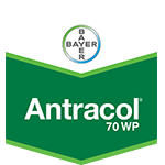 Export Αntracol 70WP 500gr