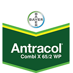 Export Antracol Combi 67WP 400gr