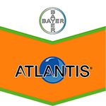 Export atlantis