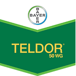 Export Teldor 50WG 300gr