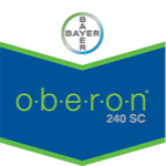 Oberon 240SC 300cc
